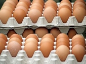 WTO To Decide If Indian Curbs On U.S. Poultry, Eggs Legal