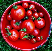 Mexico: Will continue to defend tomato dumping