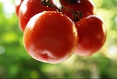 Mexico fires back in tomato war with Florida