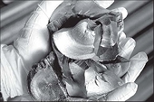 SEIA Statement on China's Antidumping and Countervailing Duty Investigations Targeting U.S. Polysilicon Exports