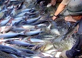US imposes zero dumping tax on Vietnamese tra fish