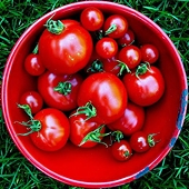 US: DOC Considers Ending Mexican Tomato Agreement