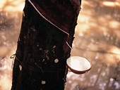 India: Relook at duty structure - Rubber industry body plea to government