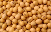 U.S. May Double Soybean Exports to Russia after Trade Law