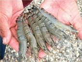 U.S. mulls anti-subsidy lawsuit against Vietnam shrimp