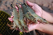 Vietnam asks WTO to rule on shrimp dispute with U.S.