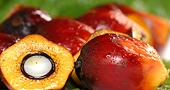 Indonesia May Cut Palm Oil Tax to Zero to Counter Malaysia