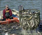 Senators urge government to level the playing field for U.S. catfish farmers