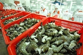 Vietnam shrimp exporters not dumping, US admits 