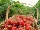 EU imports ‘hurt South African agro-processing firms’