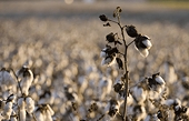 Vilsack Says U.S. Proposals May End Brazil Cotton Impasse