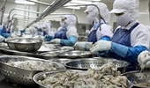   US imposes anti-subsidy tariff on Vietnamese frozen shrimp