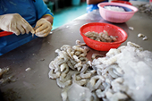   Thailand: Shrimp exporters weak on U.S. anti-dumping tariff