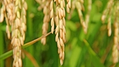   Costa Rica to end rice subsidy in 2014, relieving trade friction