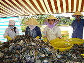 Vietnamese Businesses Not Yet Taking Advantages of Trade Remedies