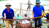 VASEP: DOC’s preliminary tra fish decision “controversial”