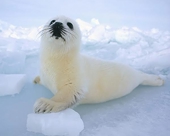 Canada, Norway fail to overturn EU ban on seal furs