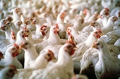China to re-examine duties on U.S. chicken after WTO ruling