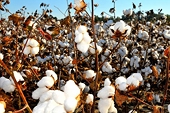 Brazil cotton growers pessimistic on U.S. subsidies dispute