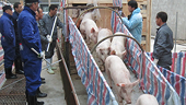 EU urges Russia to reconsider evidence in pig import ban