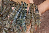 Vietnam's Mekong delta shrimp exports target 2.55 bln USD in 2014