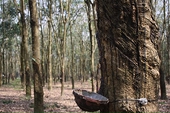 Vietnam's rubber exporters likely to face difficulties on low demand