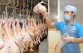 VN: Livestock export potential untapped