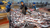 VN: US lowers tra fish anti-dumping duties