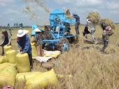 Rice export to face severe competition in 2014