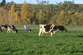 Australian dairy industry calls for focus on no exemptions in Trans-Pacific Partnership as US sector threatens to walk away