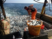 EU, Faroe Islands reach deal to lift herring ban soon