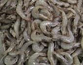Vietnam leads in shrimp exports to Japan
