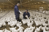 S.AFRICA LAUNCHES INVESTIGATION INTO CHICKEN DUMPING