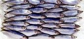 EU lifts ban on herring imports from Faroe Islands