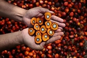 Indonesia to Challenge EU’s Palm Oil Derivative Anti-Dumping Measures