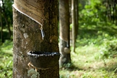 Rubber planters want anti-dumping duty on imports