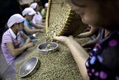 Vietnam expands more markets for coffee exports