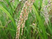 VN to export rice to Philippines