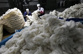 Turkey launches probe of U.S. cotton imports