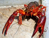 US: CBP agrees to disperse anti-dumping duties to crawfish industry