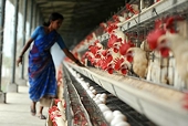 Indo-US poultry case: India may challenge World Trade Organisation panel ruling
