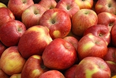 Mexico begins antidumping investigation on apples
