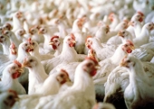 US warns South African on poultry anti-dumping policy