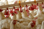 Exporters fear poultry duty may threaten US trade deal
