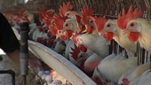 US, South Africa in a flap over chicken trade
