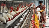 China bans USA poultry imports, will India be the next to do so?