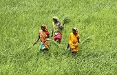 Pak farmers demand curbs on agri, food imports from India