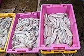 South Korea, EU Increase Vietnamese Cephalopod Imports