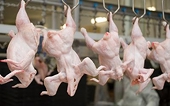 Zimbabwe: SA Chicken Imports to Rise