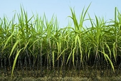 U.S. cane refiners ask gov't to resume Mexico sugar probe -filing